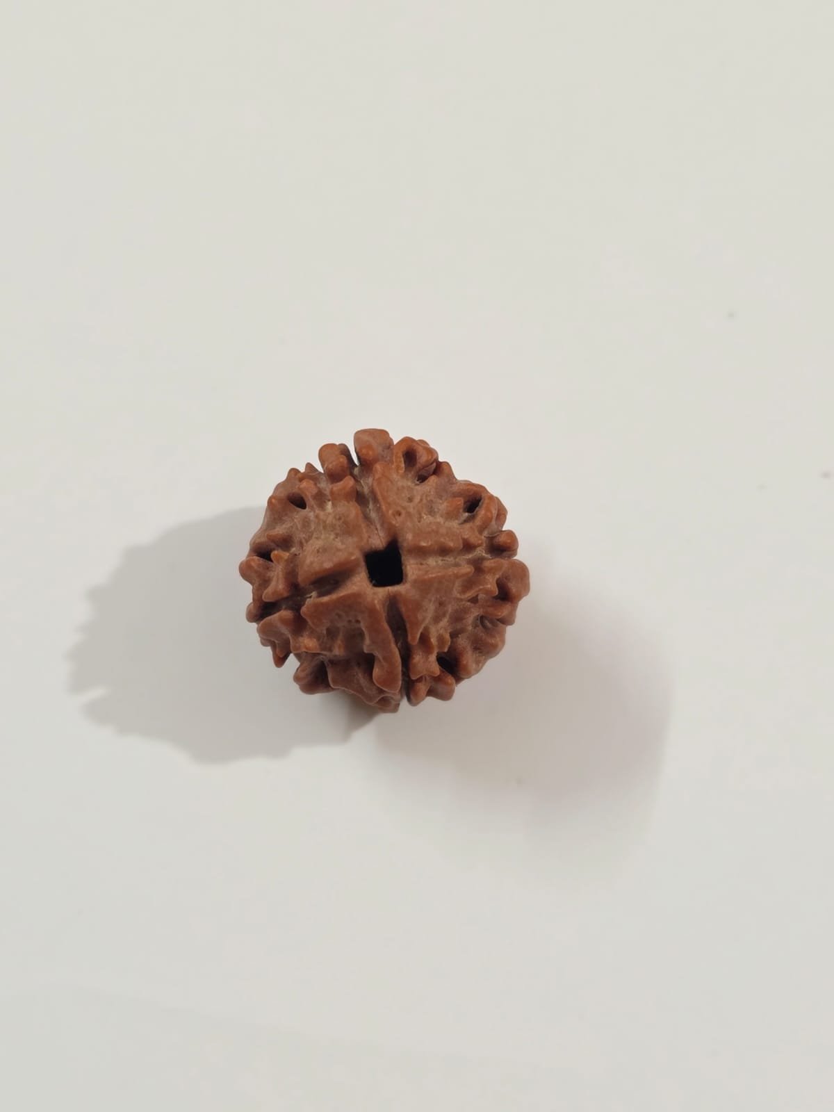 3 Mukhi Rudraksha